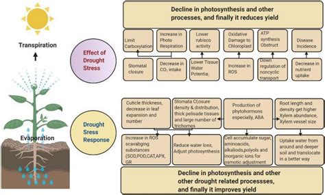 Frontiers | Phytohormones Trigger Drought Tolerance in Crop Plants ...