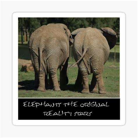 " I LOVE ELEPHANTS - NOVELTY REALITY TV STAR - FUNNY ELEPHANT PHOTO ...