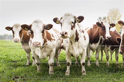 HD wallpaper: Cows in Field, animals, farm, farmer, farming, livestock ...