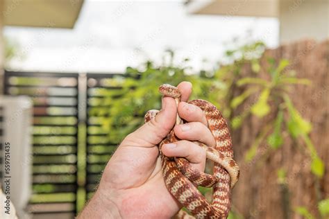 Brown Tree Snake Stock Photo | Adobe Stock