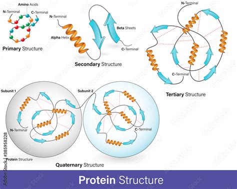 Alpha Helix And Beta Sheet