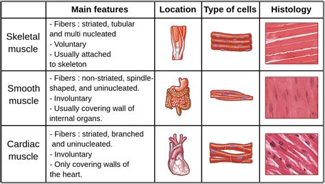 Muscular tissue, its types and functions in human body - Online Science ...