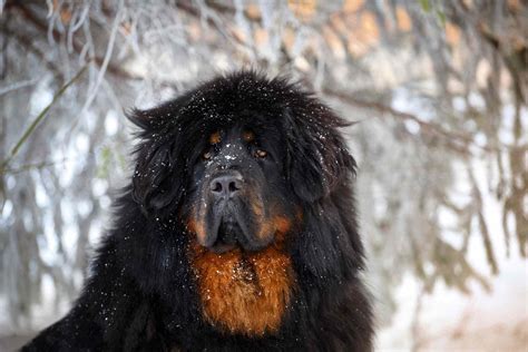 Tibetan Mastiff: Dog Breed Characteristics & Care