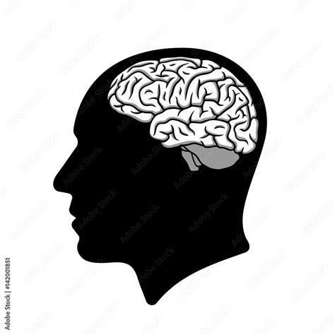 Human head silhouette with brain illustration Stock Vector | Adobe Stock