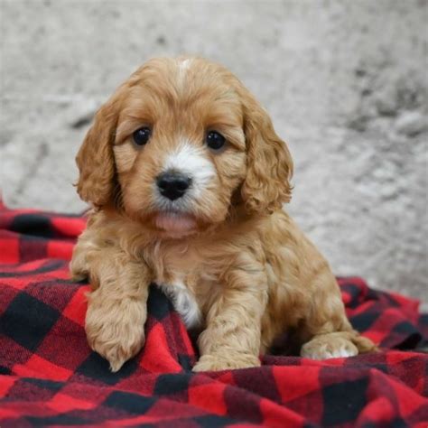 Female F1 Cavapoo Puppy for Sale | ID 6177-BW