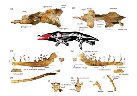 Paleontologists discover four-legged whale fossil, name it Phiomicetus ...