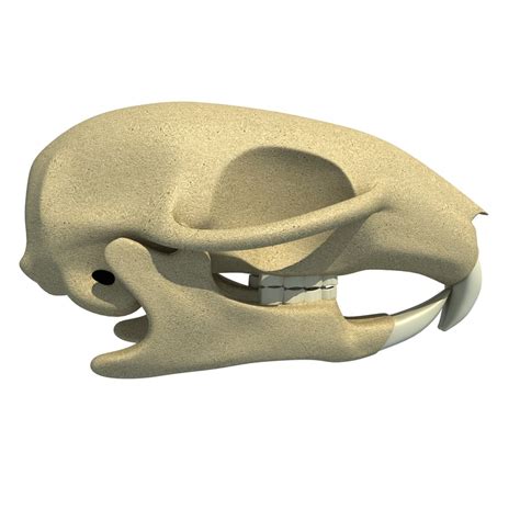 3d squirrel skull skeleton