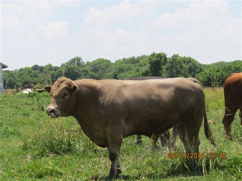 Breeding Stock — American Beefalo Association