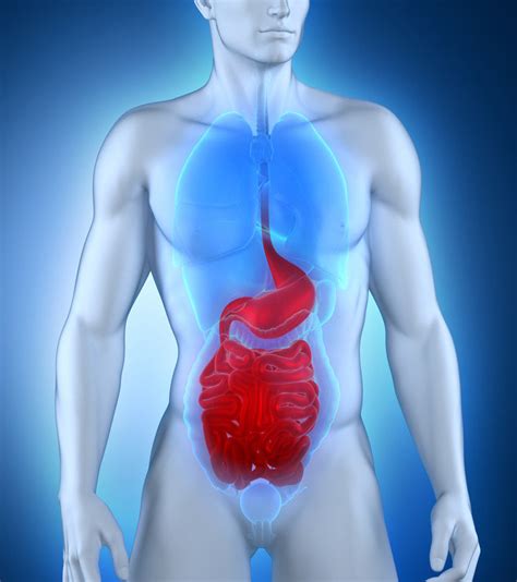 What Is Inguinal Hernia? Causes, Symptoms & Treatment Options – BodyHeal