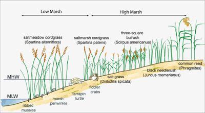 Salt marshes - Coastal Wiki