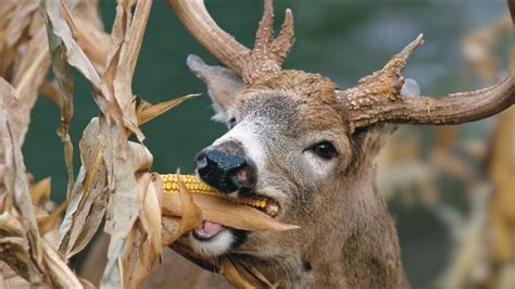 Can Deer Eat Whole Corn