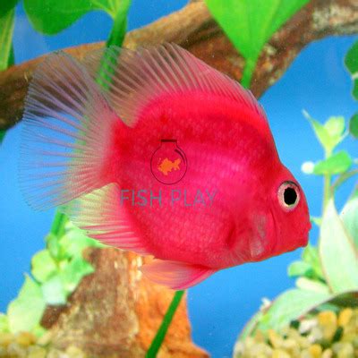 Pink Parrotfish (5pcs) - FishPlay