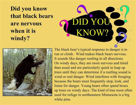 From The Bear Facts & Fun Group!... - Lily the Black Bear