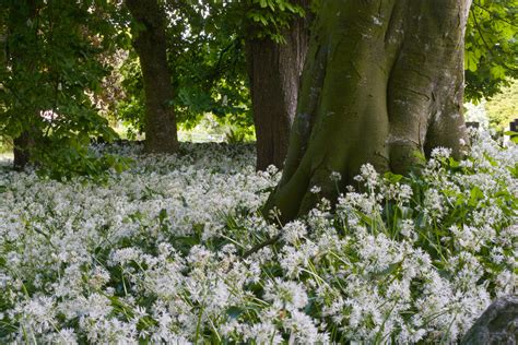 Garden Flowers Uk Identification | Fasci Garden