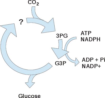 Carbon fixation | Biological Principles