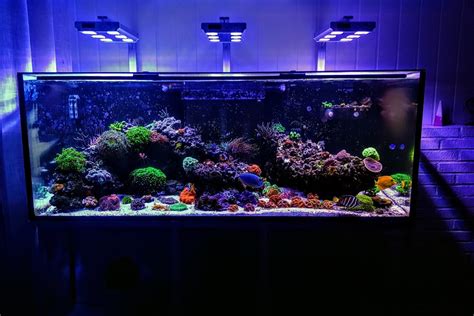 12 Best Saltwater Fish for Beginners - FishLab.com