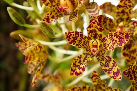 43 Most Popular Types of Orchid Plants - Petal Republic