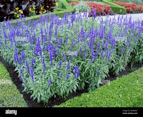 SALVIA FARINACEA VICTORIA BLUE Stock Photo - Alamy