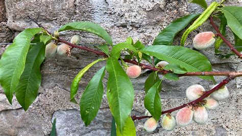 How to prune a peach tree: and the best time to do it | Homes & Gardens