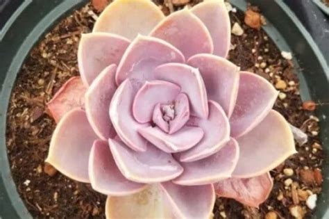 10 Pretty Pink Succulents You Need - Sprouting Indoors | Succulent ...