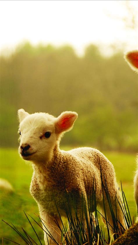 Cute Sheep Wallpapers - Top Free Cute Sheep Backgrounds - WallpaperAccess