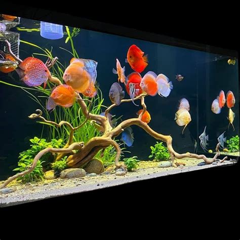 8 Rare Discus Complete Setup - Discus Fish Tank