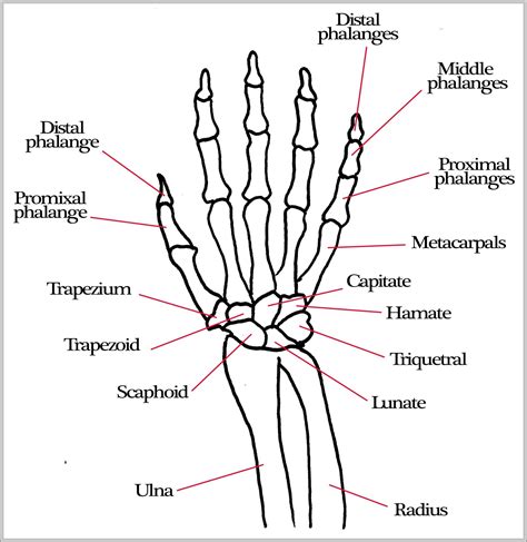 Skeleton Hand Drawing On Hand at GetDrawings | Free download