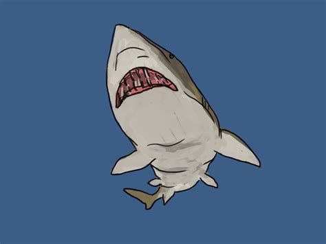 Cartoon Shark Head Drawing