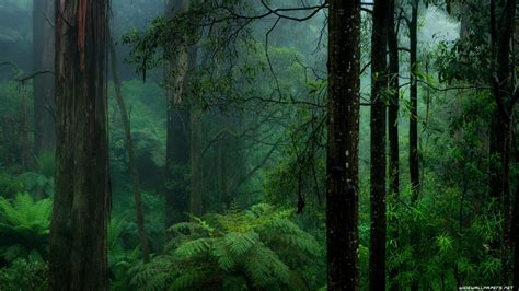 Aesthetic Anime Rain Forest Wallpapers - Wallpaper Cave