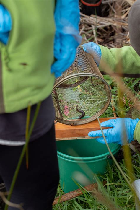 Fish out of water: black mudfish | Conservation blog