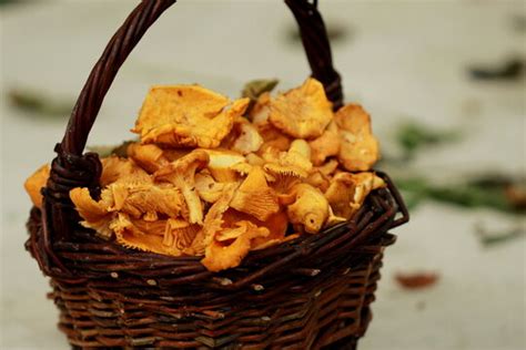 รูปภาพGirolles – เลือกดูภาพถ่ายสต็อก เวกเตอร์ และวิดีโอ835 | Adobe Stock