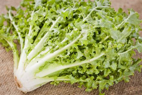 Endive Varieties | Veggie Guide - Johnson's Backyard Garden | Vegetable ...