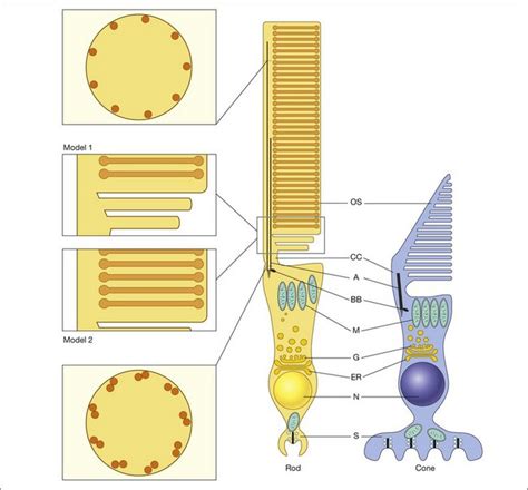 Structure and Function of Rod and Cone Photoreceptors | Ento Key