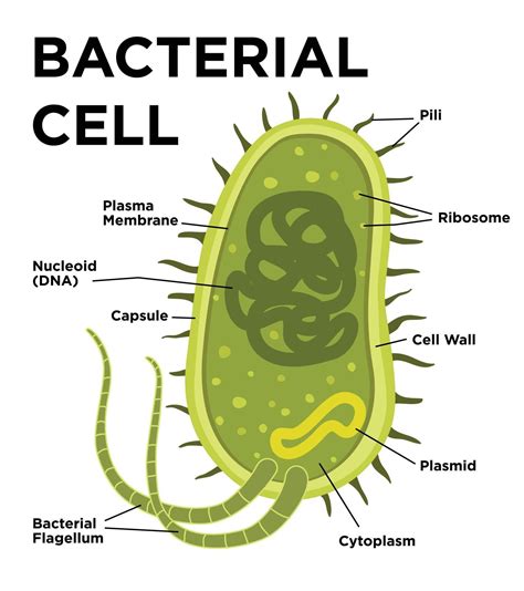 Structure Of A Bacteria