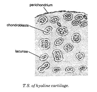 Hyaline Cartilage Labeled Diagram