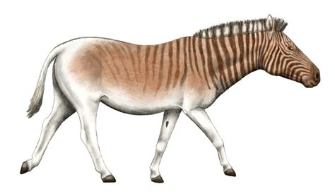 The Breeding-back Blog: Another Quagga reconstruction