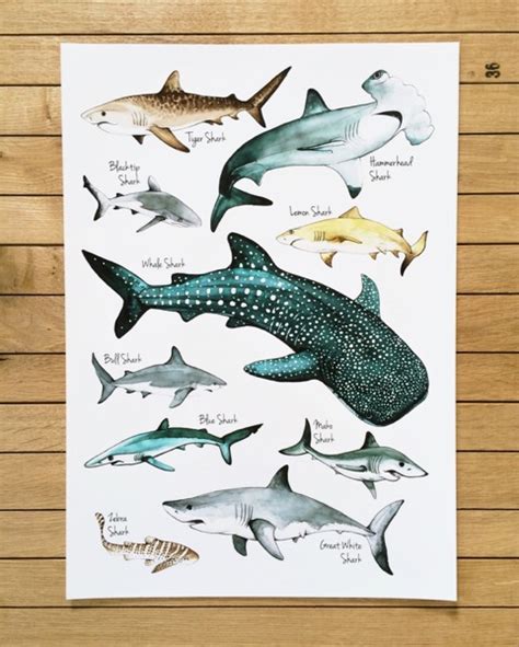 Sharks Poster – Lore Illustration