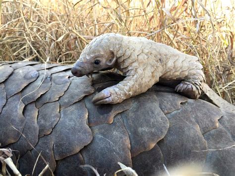 About Pangolins - Save Pangolins