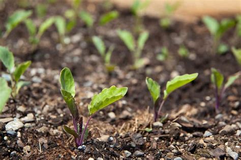 How to Plant and Grow Kohlrabi - Harvest to Table