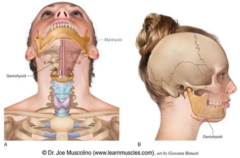 Geniohyoid - Learn Muscles