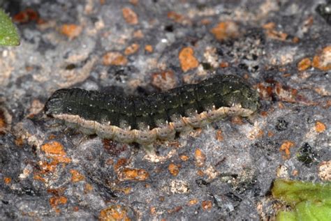 European Lepidoptera and their ecology: Spodoptera exigua