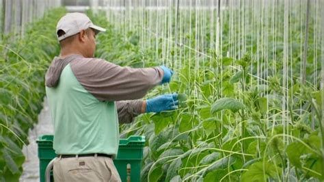 Indoor farming could improve B.C. food security amid climate change ...