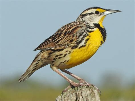 Eastern Meadowlark - eBird