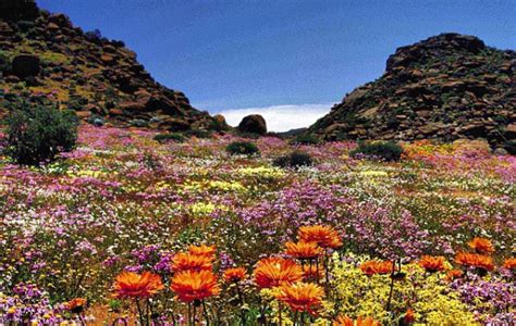 Succulent Karoo could become World Heritage Site