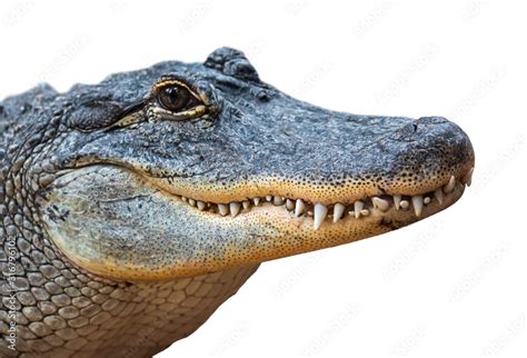 American alligator / common gator (Alligator mississippiensis) close-up ...