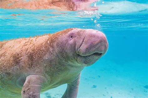 Manatee Appreciation Day: How to Show Appreciation for Manatees Today!