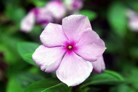 Periwinkle Flower Free Stock Photo - Public Domain Pictures