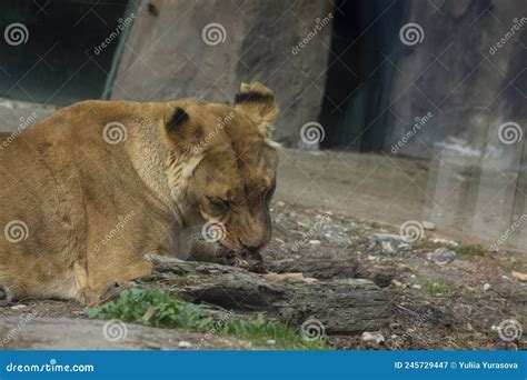 Lion in the zoo stock image. Image of carnivore, lioness - 245729447