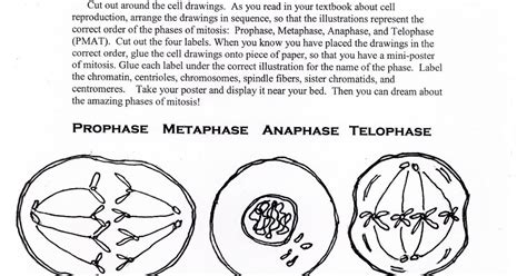 Mitosis Lab Mitosis Mitosis Activity Worksheets Science Tutor | Images ...