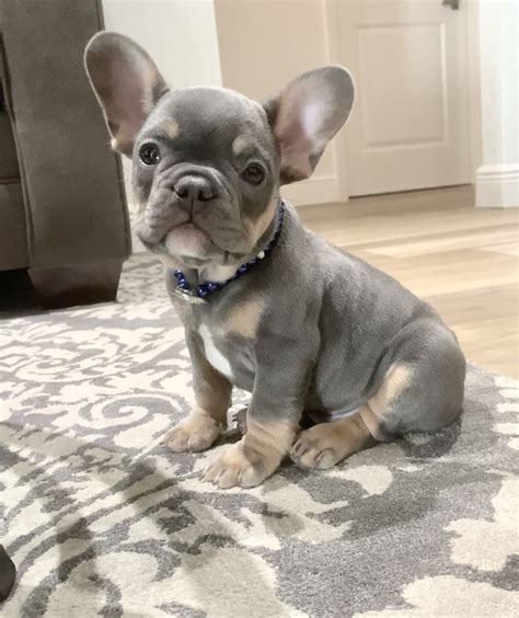 Mr. Purr-fect ️Basil - Blue & Tan 📲www.poeticfrenchbulldogs.com ...